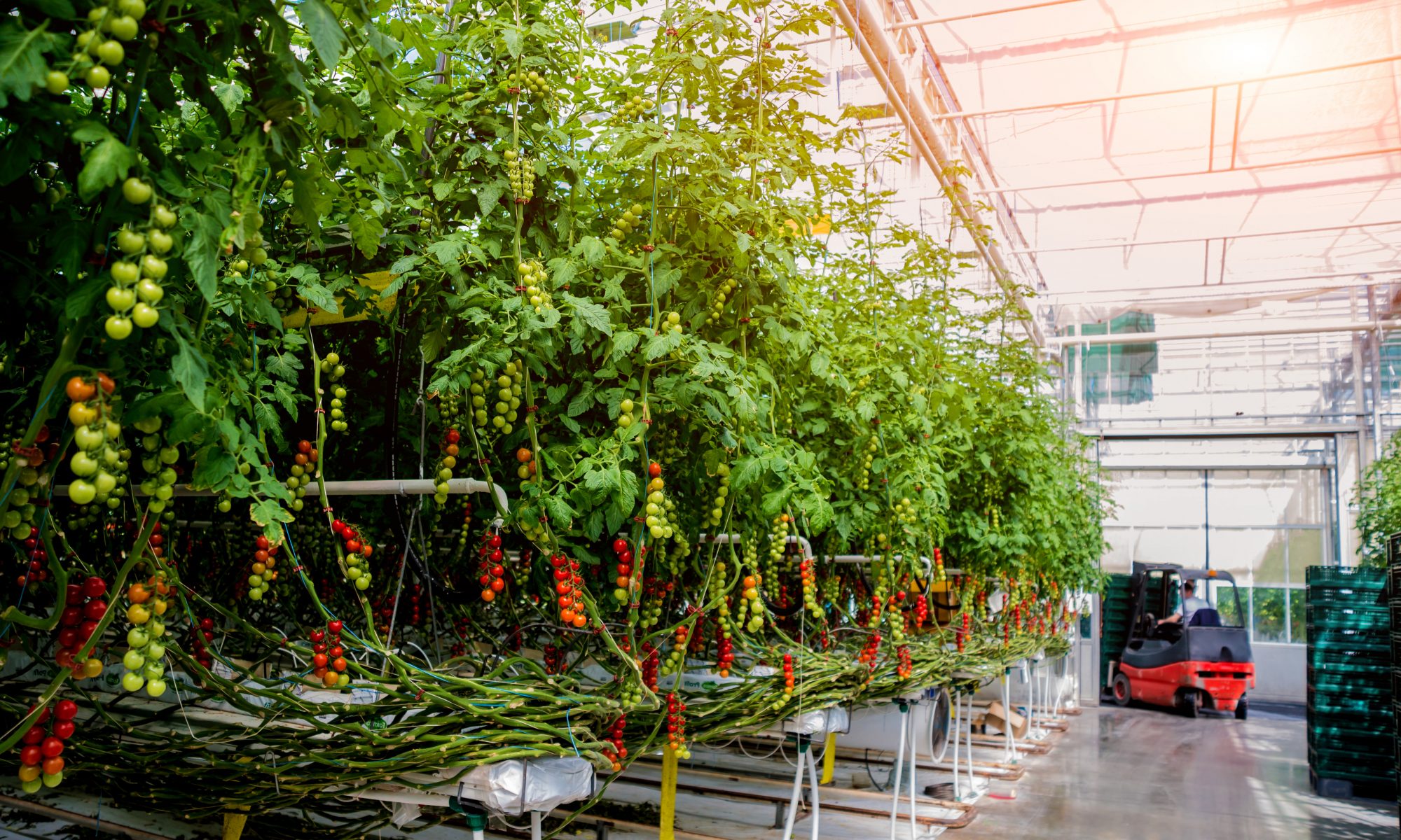 Smart Greenhouses